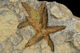Ordovician Starfish (Petraster?) Fossils - Morocco #178812-1